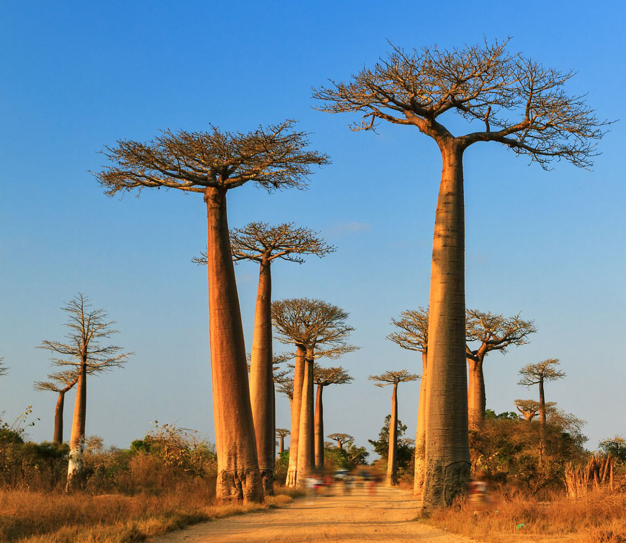 Beautiful Baobab trees at sunset at the avenue of the baobabs in Madagascar
