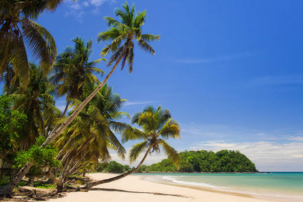 Beautiful tropical sandy beach, seascape with palm trees