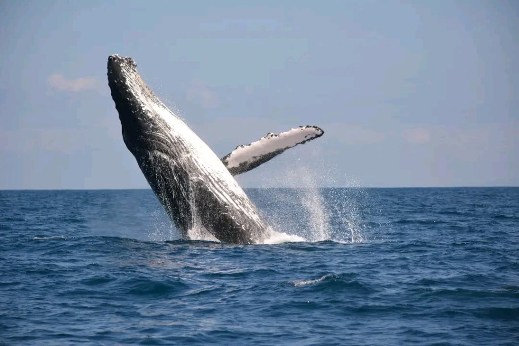 Les baleines à bosses ou Megaptera novaeangliae